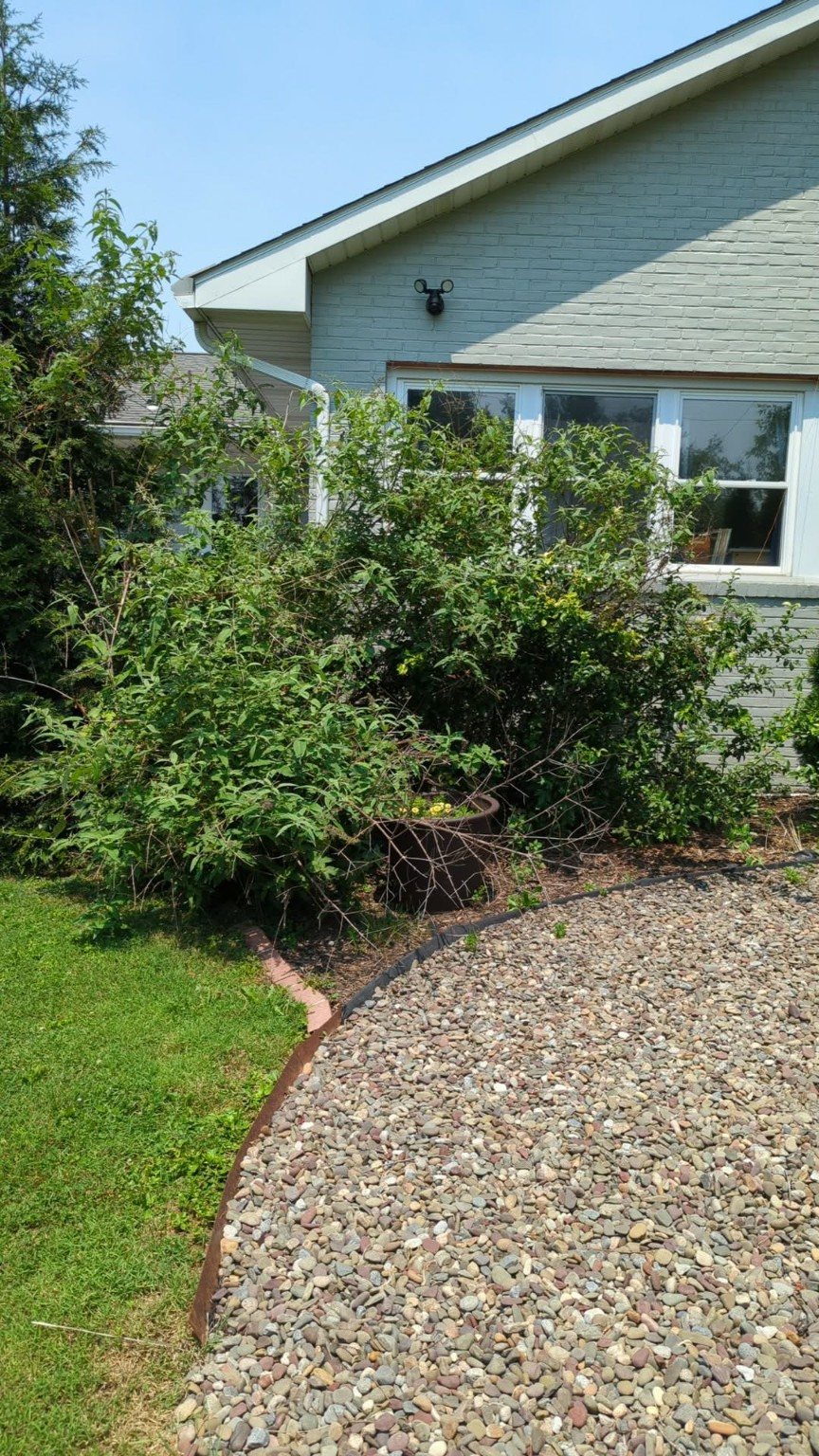 Landscape bed before cleanup
