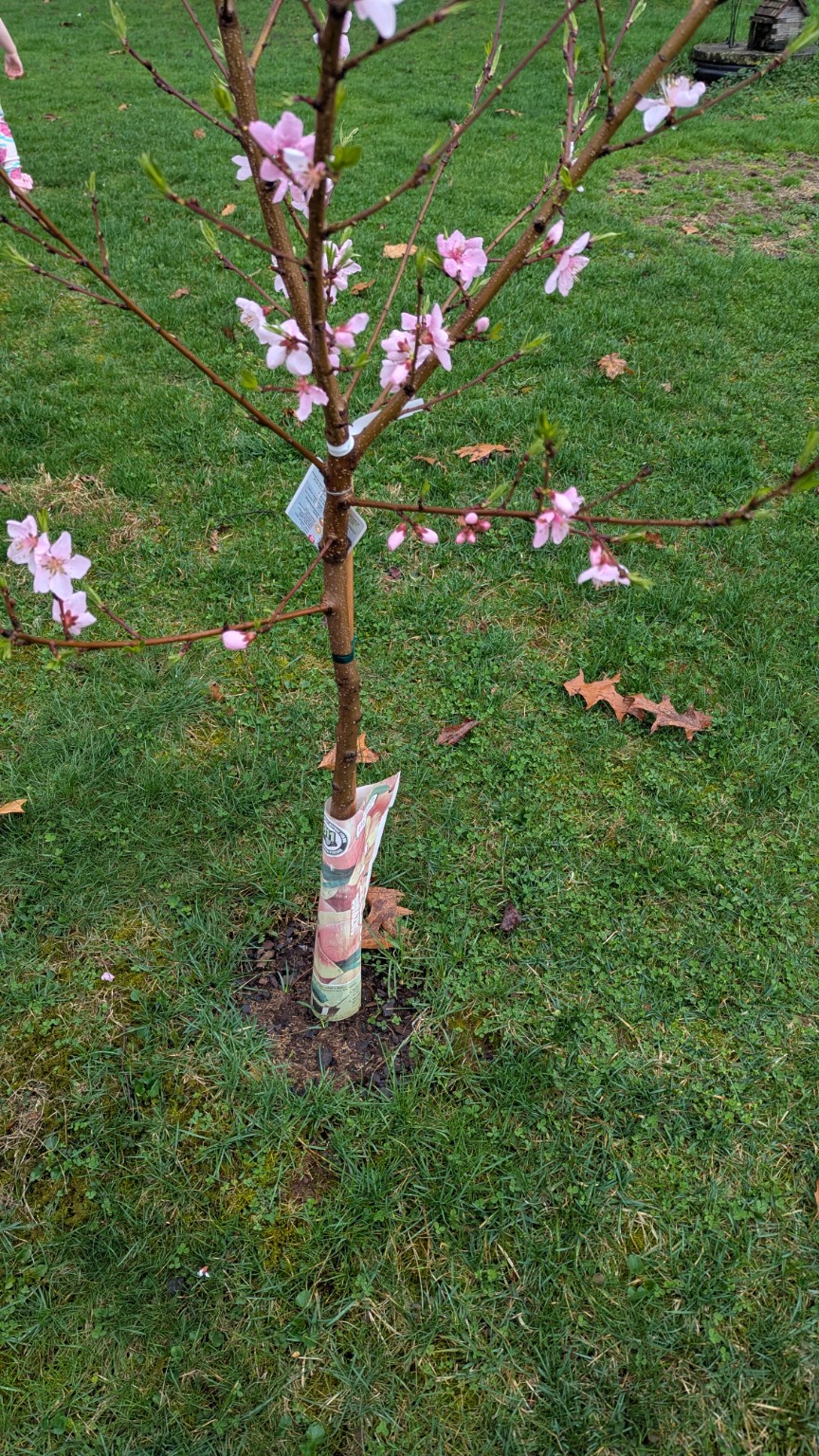 New peach tree planting