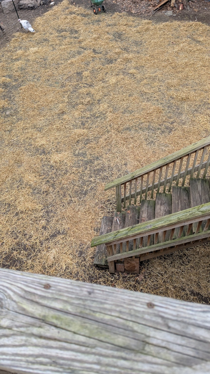 Freshly seeded lawn covered with straw